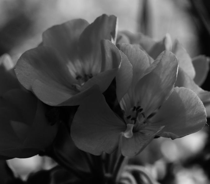black and white photo blooms